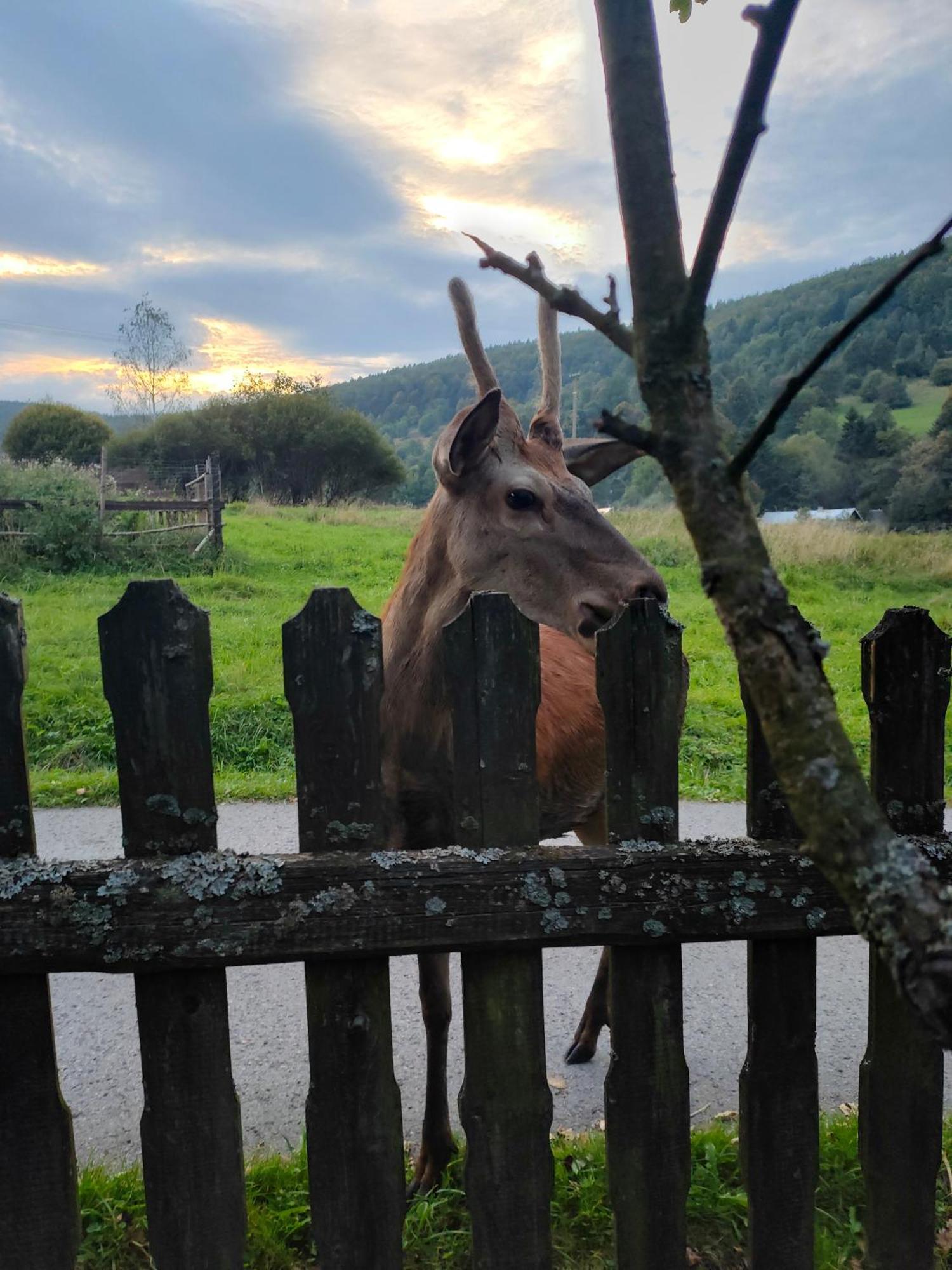 Goralska Czarcia Chata Pod Jalowcem Stryszawa Eksteriør billede