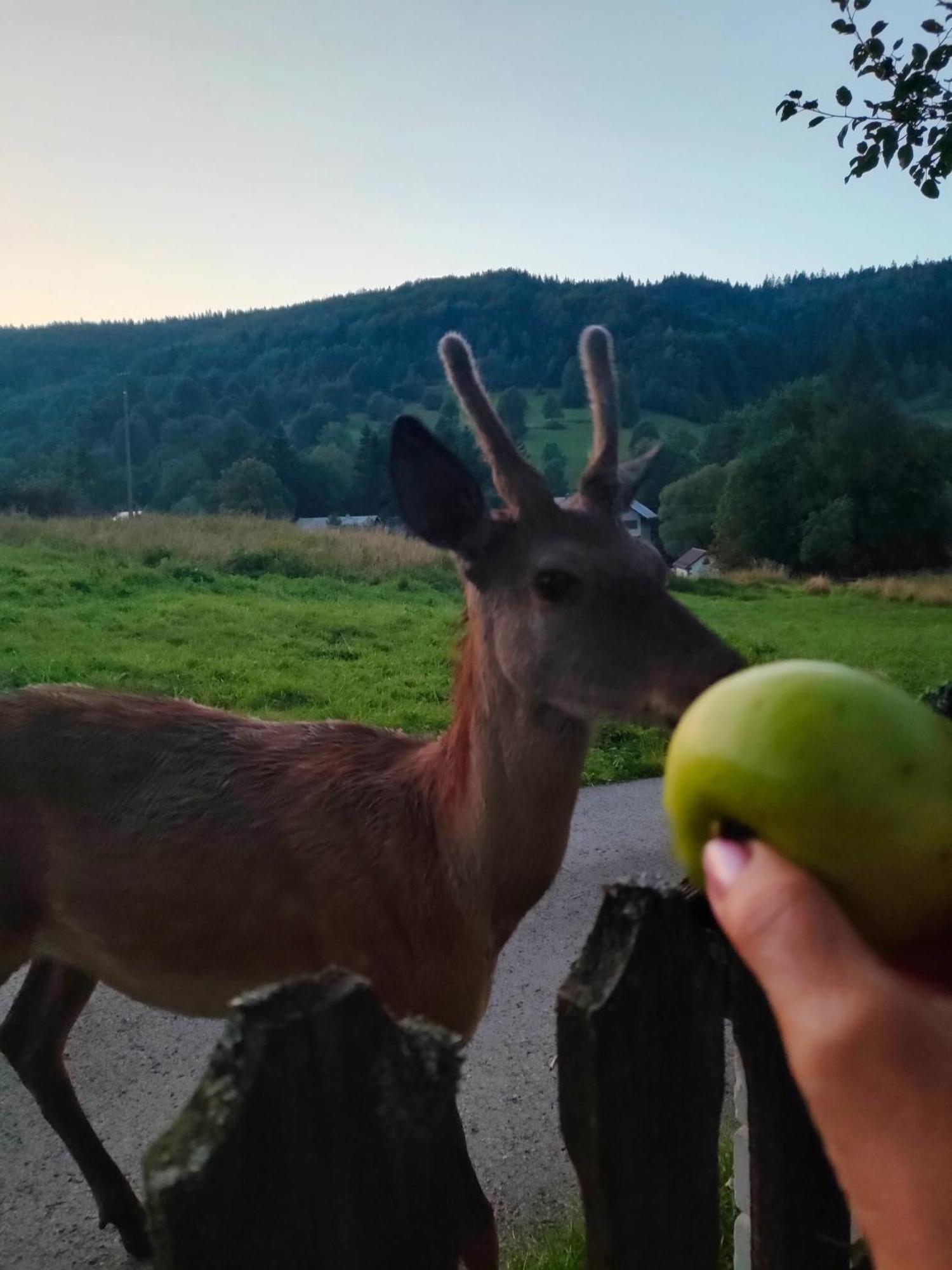 Goralska Czarcia Chata Pod Jalowcem Stryszawa Eksteriør billede