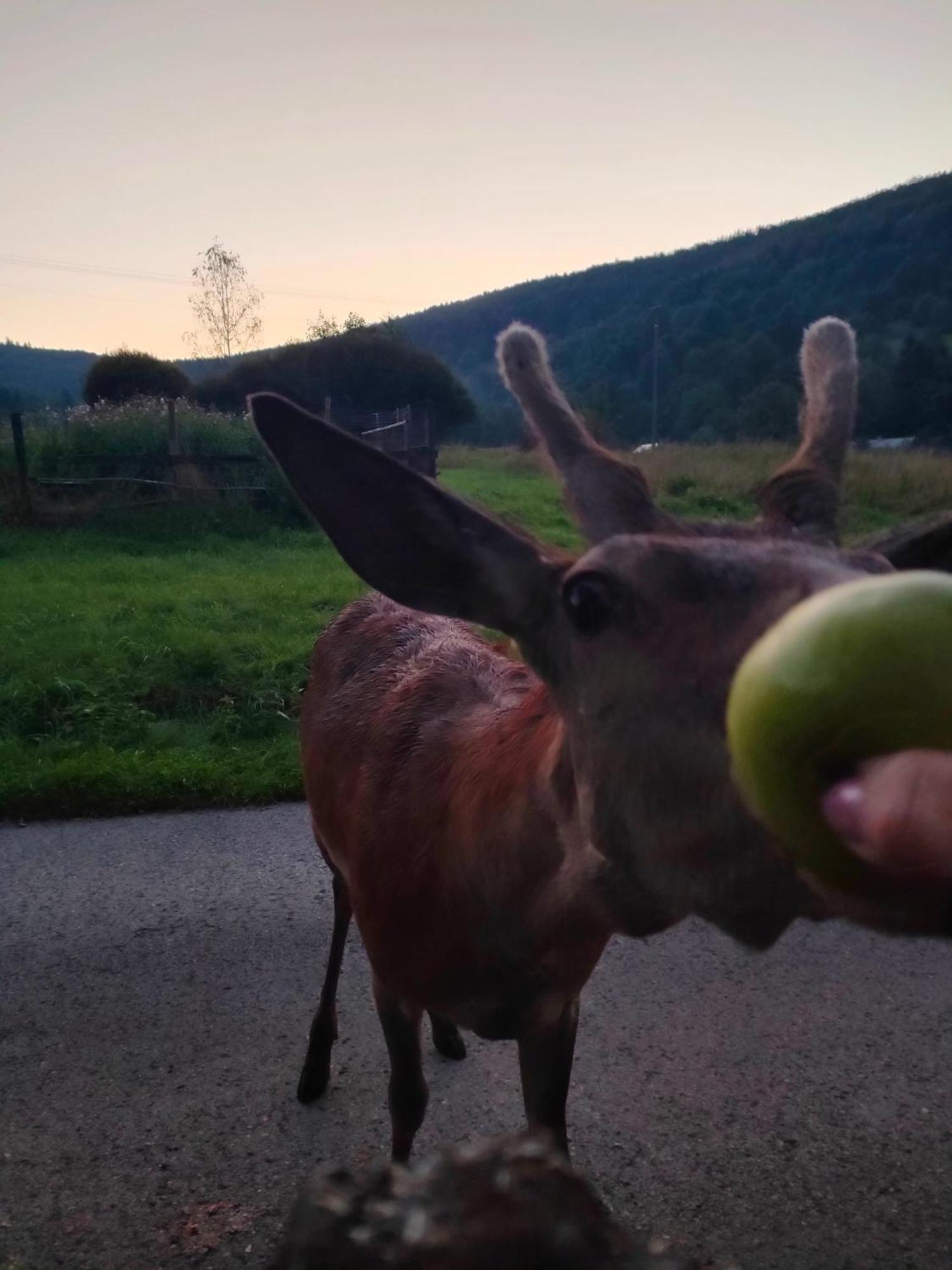 Goralska Czarcia Chata Pod Jalowcem Stryszawa Eksteriør billede
